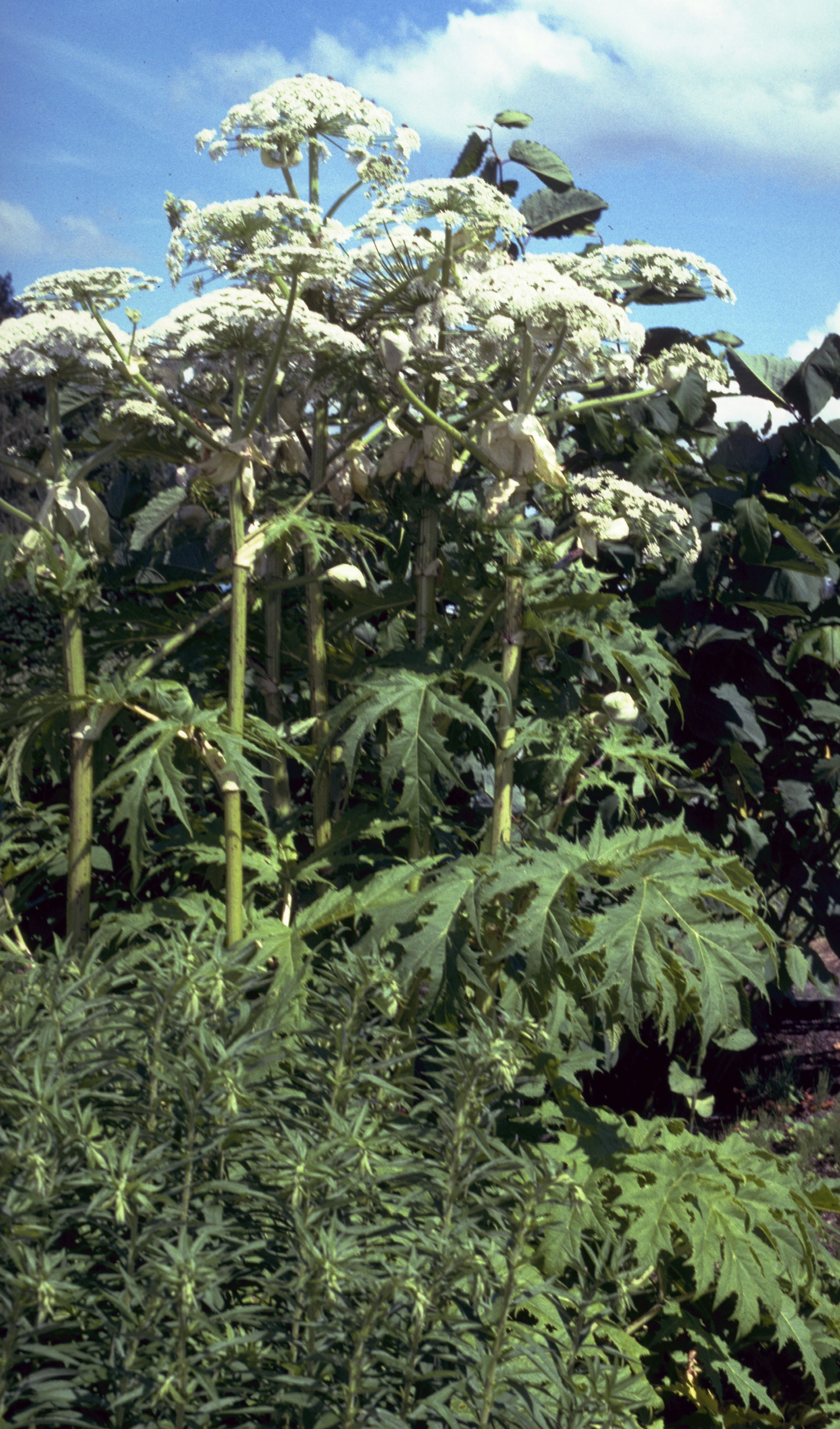 Garten der zweihundert Unkräuter