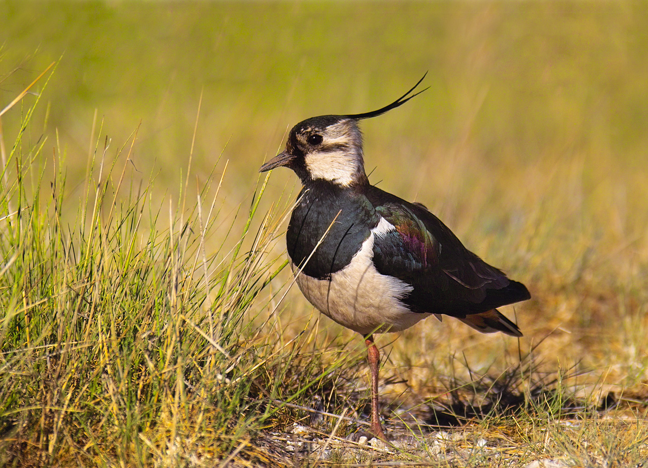 Liste Rouge Des Oiseaux Nicheurs Pas Damélioration